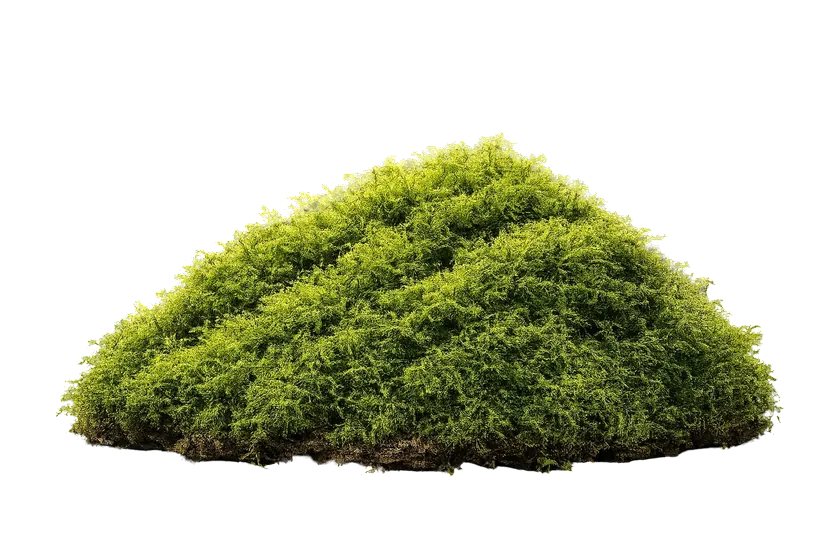 Заросли мха